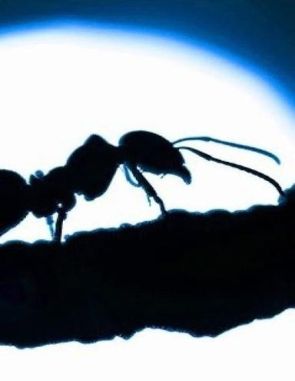 Las hormigas (2023) (Películas)