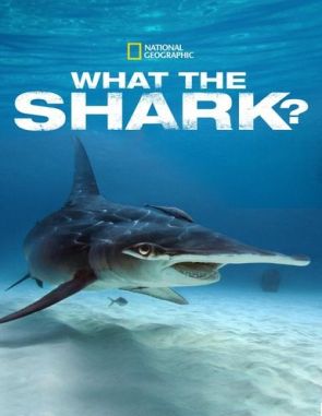 Qué demonios es el tiburón (2023) (Películas)