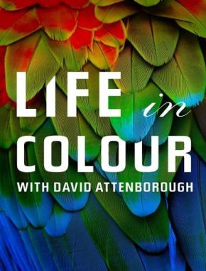 La_vida_a_color_con_David_Attenborough La vida a color con David Attenborough (2024) (Serie)