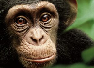 All Star Superman (2011) (Películas)