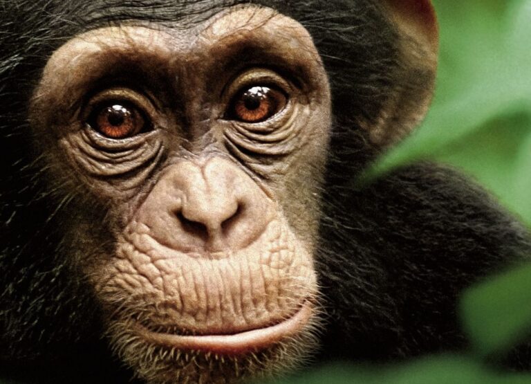 documental Los 13 atrapados: Cómo sobrevivimos en una cueva de Tailandia (2022) (Películas)